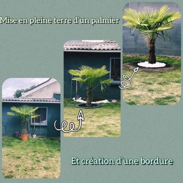 Creation palmier